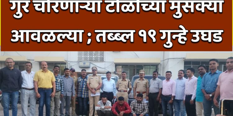 गुरं चोरणाऱ्या टोळीच्या मुसक्या आवळल्या ; तब्ब्ल १९ गुन्हे उघड
