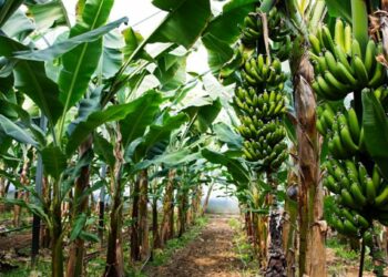 केळीची लागवड केव्हा व कशी करावी? जाणून घ्या कोणते वाण चांगले उत्पादन देतील