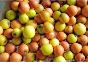 जाणून घ्या बोरं खाण्याचे ‘हे’ ५ जबरदस्त फायदे…