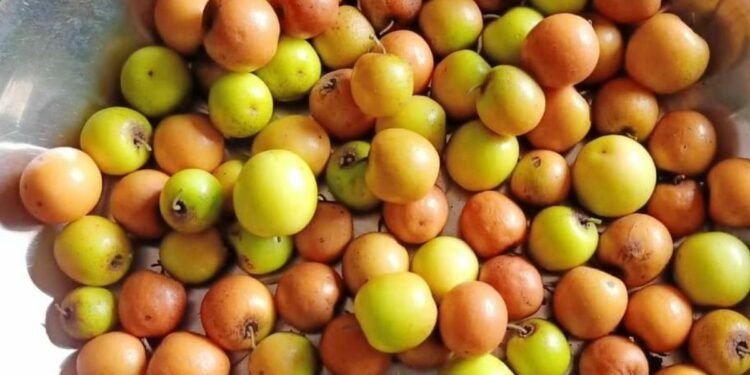 जाणून घ्या बोरं खाण्याचे ‘हे’ ५ जबरदस्त फायदे…