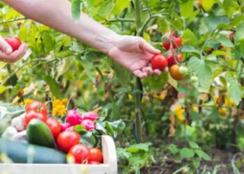 खुशखबर.. आता शेतकरी भाजीपाला पिकांचा देखील मिळवू शकतात विमा, येथे जाणून घ्या संपूर्ण प्रक्रिया