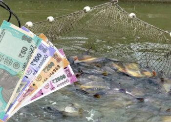 तरुणांनो.. शेतीमध्ये नशीब आजमावताय? मग ‘या’ 5 संधी करतील तुमचे आर्थिक भविष्य सुरक्षित