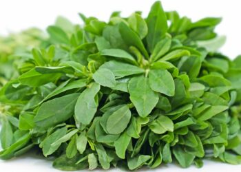 हिवाळ्यात मेथीच्या भाजीचे सेवन करा, ‘हे’ आजार दूर होतील