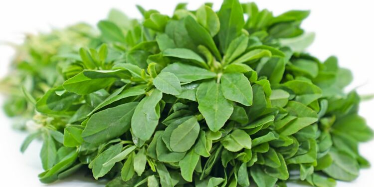 हिवाळ्यात मेथीच्या भाजीचे सेवन करा, ‘हे’ आजार दूर होतील