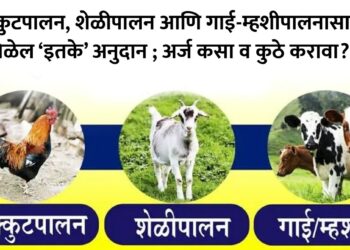 कुक्कुटपालन, शेळीपालन आणि गाई-म्हशीपालनासाठी मिळेल ‘इतके’ अनुदान ; अर्ज कसा व कुठे करावा?