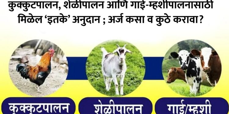 कुक्कुटपालन, शेळीपालन आणि गाई-म्हशीपालनासाठी मिळेल ‘इतके’ अनुदान ; अर्ज कसा व कुठे करावा?