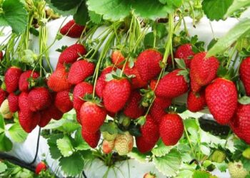 हिवाळ्यात स्ट्रॉबेरीच्या लागवडीतून करू शकतात मोठी कमाई.. एक एकरसाठी येईल इतका खर्च??