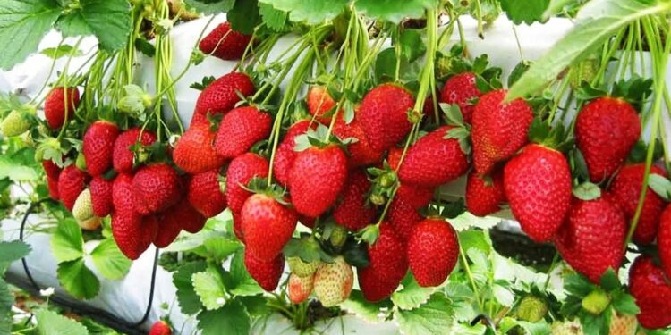 हिवाळ्यात स्ट्रॉबेरीच्या लागवडीतून करू शकतात मोठी कमाई.. एक एकरसाठी येईल इतका खर्च??