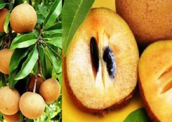 चिकू फळात एक- नव्हे तब्बल 14 पोषक गुणधर्म आहेत; खाण्याचे फायदे वाचून चकित व्हाल