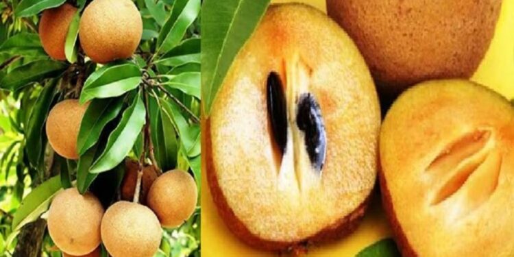 चिकू फळात एक- नव्हे तब्बल 14 पोषक गुणधर्म आहेत; खाण्याचे फायदे वाचून चकित व्हाल