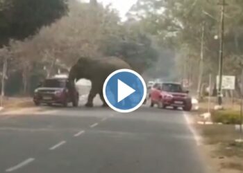 संतापलेल्या हत्तीने पाठलाग करत कार सोंडीने उचलली अन्.. VIDEO पाहून तुमच्याही काळजाचा ठोका चुकेल