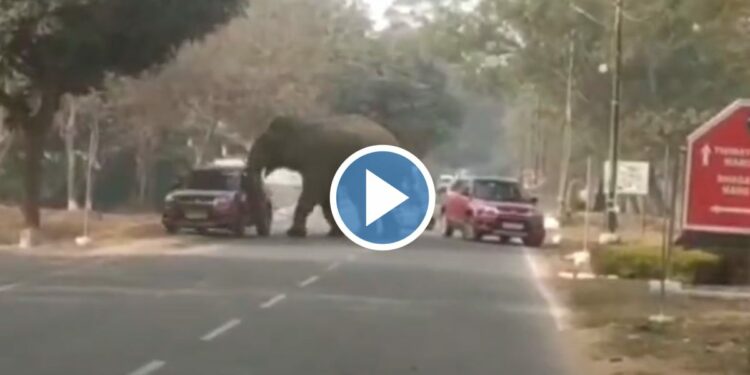 संतापलेल्या हत्तीने पाठलाग करत कार सोंडीने उचलली अन्.. VIDEO पाहून तुमच्याही काळजाचा ठोका चुकेल