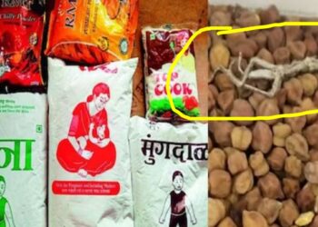 अंगणवाडी मार्फत मिळणाऱ्या पोषण आहारात आढळली मृत पाल; जळगावातील धक्कादायक प्रकार