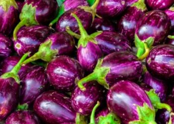 सावधान! ‘या’ 5 आजारांच्या रुग्णांनी चुकूनही वांगी खाऊ नयेत! अन्यथा..