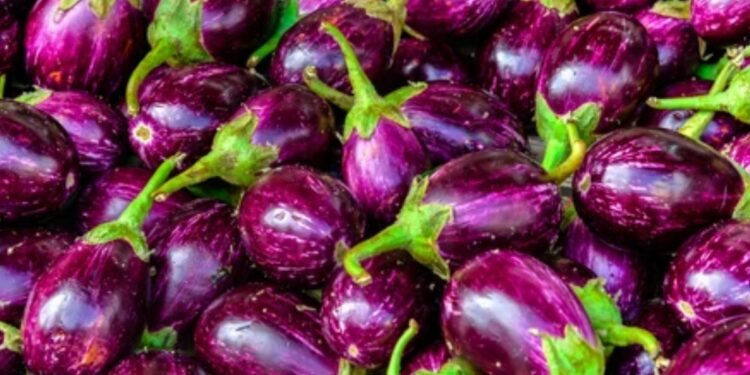 सावधान! ‘या’ 5 आजारांच्या रुग्णांनी चुकूनही वांगी खाऊ नयेत! अन्यथा..