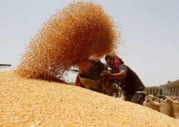 खुशखबर..! महागड्या गव्हाच्या किमतीपासून मिळणार दिलासा