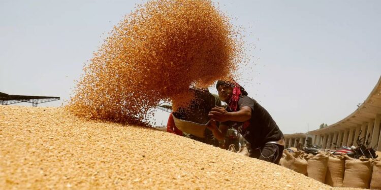 खुशखबर..! महागड्या गव्हाच्या किमतीपासून मिळणार दिलासा