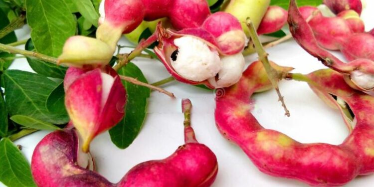 जंगली जिलेबी आरोग्यासाठी आहे खूप फायदेशीर ; जाणून घेऊया खाण्याचे फायदे..