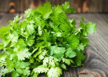 कोथिंबीरच्या सेवनाचे हे फायदे तुम्हाला नसेल माहिती ; जाणून व्हाल चकित