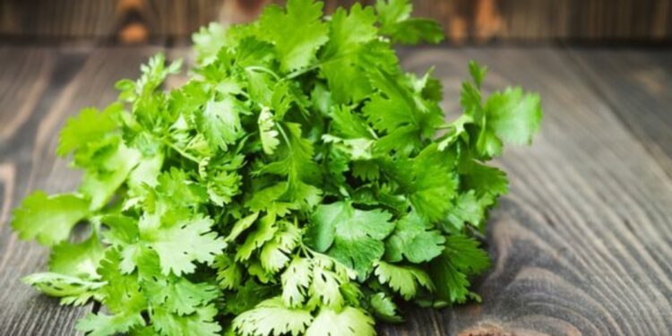 कोथिंबीरच्या सेवनाचे हे फायदे तुम्हाला नसेल माहिती ; जाणून व्हाल चकित