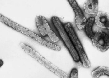 जगासमोर नवं संकट ! कोरोनापेक्षाही धोकादायक व्हायरसची एन्ट्री, जागतिक आरोग्य संघटनेने बोलावली बैठक