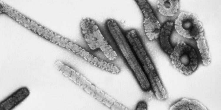 जगासमोर नवं संकट ! कोरोनापेक्षाही धोकादायक व्हायरसची एन्ट्री, जागतिक आरोग्य संघटनेने बोलावली बैठक