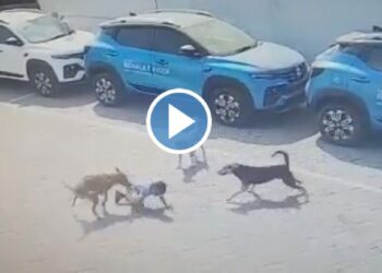 चार वर्षाच्या चिमुकल्याचा भटक्या कुत्र्यांनी घेतला जीव ; VIDEO पाहून अंगावर येतील शहारे