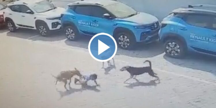 चार वर्षाच्या चिमुकल्याचा भटक्या कुत्र्यांनी घेतला जीव ; VIDEO पाहून अंगावर येतील शहारे