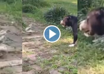 सापाला मारण्यासाठी कुत्र्याला त्याच्यावर सोडलं, मग्.. चित्तथरारक Video व्हायरल