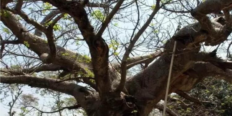 बेपत्ता वडिलांचा मुलगी घेत होती शोध, मात्र, वडिल अशा अवस्थेत दिसले की बघणारेही हेलावून गेले