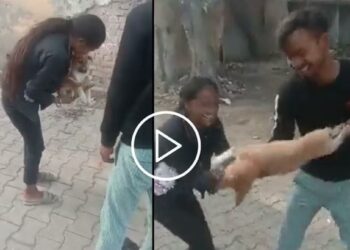 कसला हा क्रूरपणा! ‘हा’ Video पाहून तुम्हीही संतापाल…