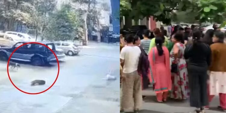 कुत्र्यांच्या कळपाने ५ वर्षीय चिमुकल्याला घेरलं अन्..  काळजाचा ठोका चुकवणारा VIDEO व्हायरल