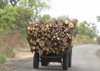 पाचोरा तालुक्यात अवैध वृक्षतोड सुरूच ; वनविभागाचे सपशेल दुर्लक्ष