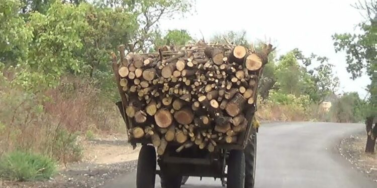 पाचोरा तालुक्यात अवैध वृक्षतोड सुरूच ; वनविभागाचे सपशेल दुर्लक्ष