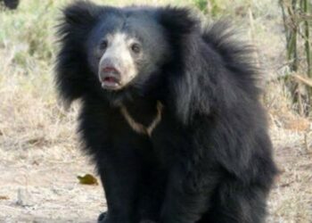 धक्कादायक ; अस्वलाच्या हल्ल्यात एकाचा मृत्यू : जळगाव जिल्ह्यातील घटना