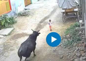 भटक्या बैलाने चिमुरड्याला थेट शिंगाने उचललं अन्.. काळजाचा थरकाप उडवणारा VIDEO व्हायरल