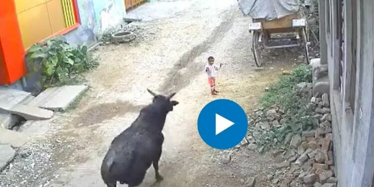 भटक्या बैलाने चिमुरड्याला थेट शिंगाने उचललं अन्.. काळजाचा थरकाप उडवणारा VIDEO व्हायरल