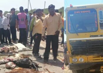 धक्कादायक ! भरधाव डंपरने १५ बकऱ्यांना चिरडले, जळगाव तालुक्यातील घटना