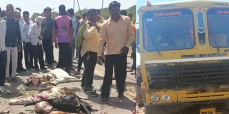 धक्कादायक ! भरधाव डंपरने १५ बकऱ्यांना चिरडले, जळगाव तालुक्यातील घटना