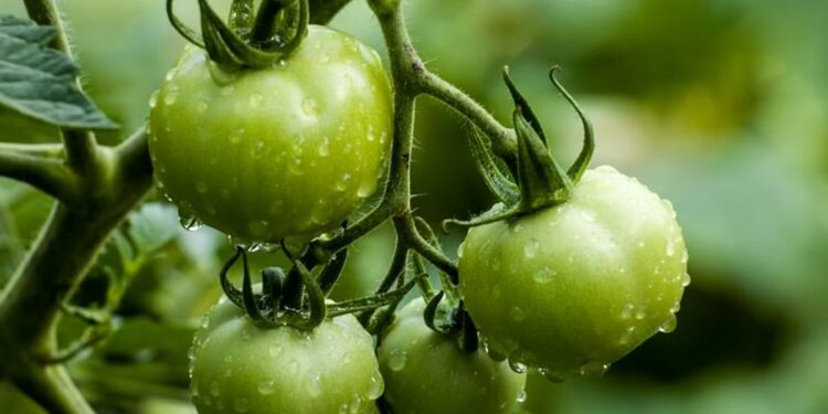 लाल टोमॅटोपेक्षा हिरवे टोमॅटो जास्त फायदेशीर! हे 5 फायदे जाणून तुम्ही नक्कीच खायला सुरुवात कराल