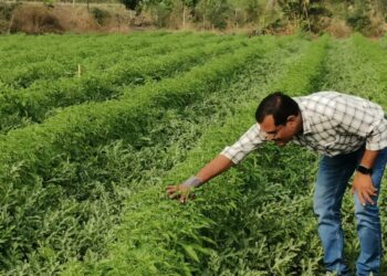 प्रचलित शेतीपद्धतीला फाटा देत नर्सरी उभारून केली ५० लाखांची रोपविक्री