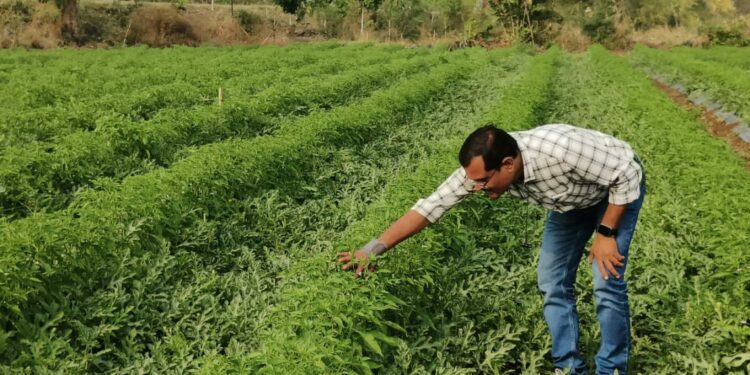 प्रचलित शेतीपद्धतीला फाटा देत नर्सरी उभारून केली ५० लाखांची रोपविक्री