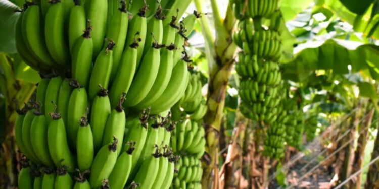 शेतकऱ्यांवरील संकटाची मालिका थांबेना! आता बाजारातील कृत्रिम मंदीमुळे केळी दरात मोठी