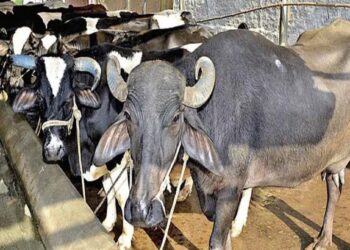 दुधाळ जनावरे खरेदीसाठी शेतकऱ्यांना मिळत आहे लाखांपर्यंत कर्ज, अशा प्रकारे करा अर्ज