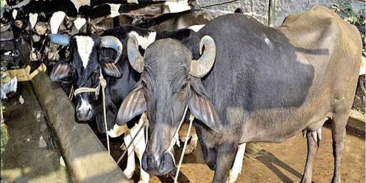 दुधाळ जनावरे खरेदीसाठी शेतकऱ्यांना मिळत आहे लाखांपर्यंत कर्ज, अशा प्रकारे करा अर्ज