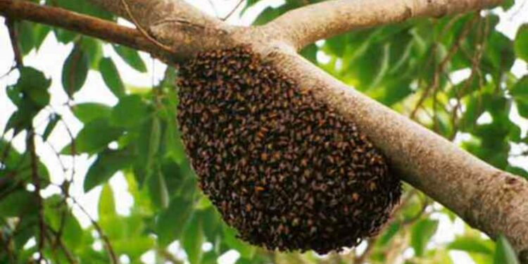 धक्कादायक ! मधमाशांचा बाप लेकावर हल्ला; मुलाच्या डोळ्यादेखत वडिलांचा मृत्यू