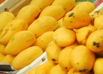 अरे वा..! आता EMI वरही आंबा मिळेल, आजच खरेदी करा आणि 12 महिन्यांत पैसे द्या