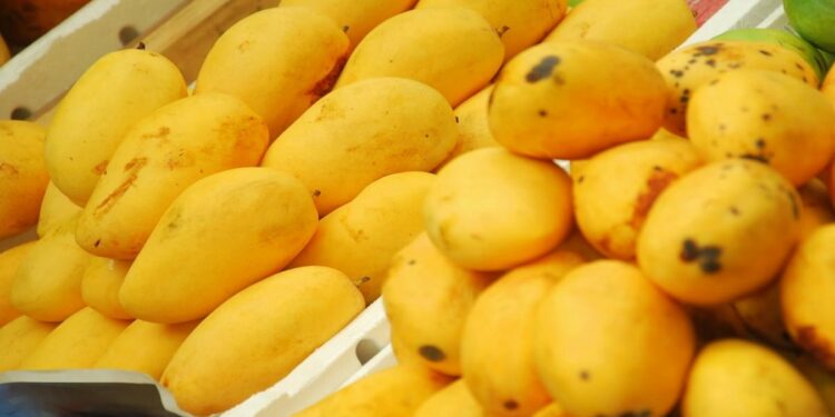 अरे वा..! आता EMI वरही आंबा मिळेल, आजच खरेदी करा आणि 12 महिन्यांत पैसे द्या