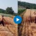 शेतकऱ्याचा भन्नाट जुगाड! काही मिनिटांत केली गव्हाची कापणी, Video होतोय तुफान व्हायरल