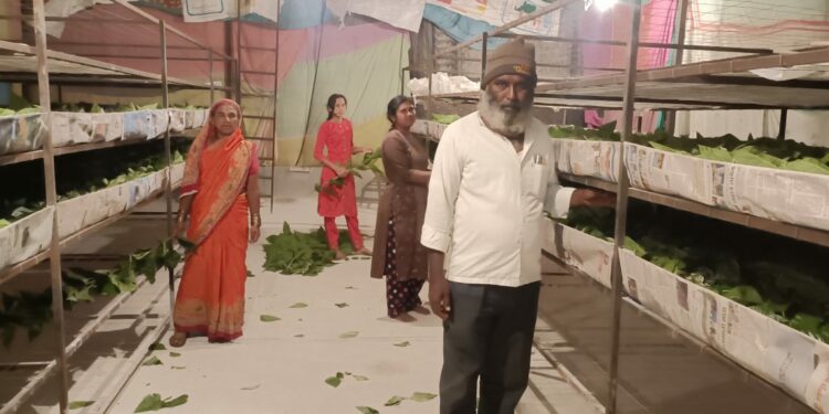 Reshim Sheti : रेशीम शेतीने गणपत मदने यांच्या जीवनाला कलाटणी